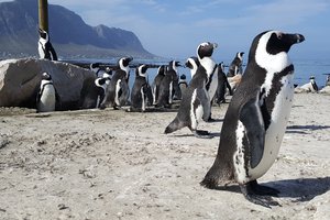 A group of african penguins on a sandy beach with a mountainous backdrop.