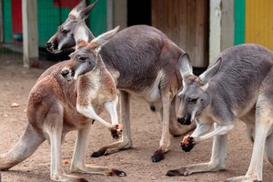 Three kangaroos eating carrots.