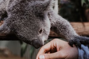 A koala bear resting on a person's hand.
