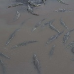 Show thumbnail preview	 A group of crocodiles floating in murky water.