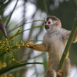 Squirrel monkey perched on a branch examining a plant.