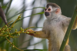 Squirrel monkey perched on a branch examining a plant.