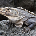 Iguana resting on a rocky surface.