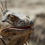 Close-up of an iguana with intricate scales and focused eyes.
