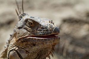 Close-up of an iguana with intricate scales and focused eyes.