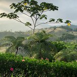 Verdant tropical landscape with rolling hills and various foliage at dusk.