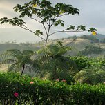 Verdant tropical landscape with rolling hills and various foliage at dusk.