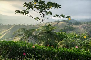 Verdant tropical landscape with rolling hills and various foliage at dusk.