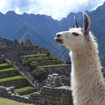 Llama overlooking the ancient inca ruins of machu picchu with mountains in the background.