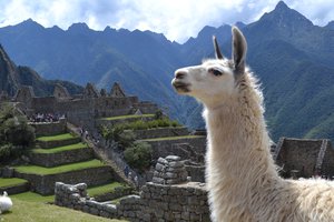 Llama overlooking the ancient inca ruins of machu picchu with mountains in the background.