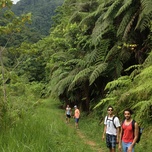 Three hikers walking on a lush forest trail surrounded by large ferns and greenery.