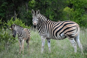 Adult zebra with its foal standing in grassland.