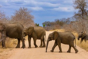 A herd of elephants crossing a dirt road in a dry savanna landscape.