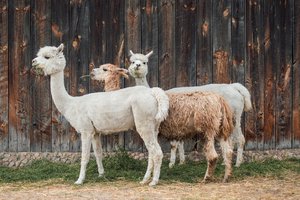 Three llamas standing together in Peru
