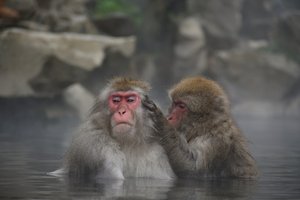 Two japanese macaques sitting in a hot spring.