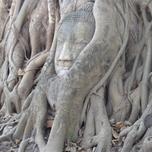 Buddha head entwined in the roots of a tree.