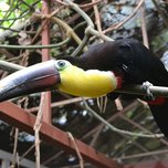 A toucan perched on a branch with foliage in the background.
