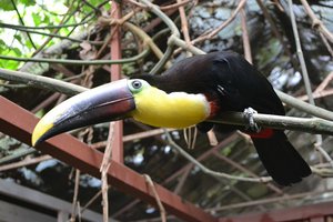 A toucan perched on a branch with foliage in the background.