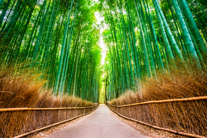 Torii gates line a path at fushimi inari shrine in kyoto, japan, with inscriptions on the vermilion pillars.