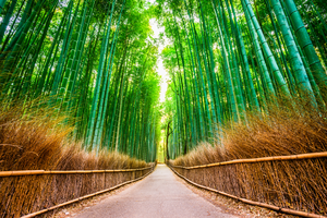 A serene pathway lined by towering bamboo on either side.